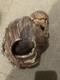 Mizuno Pro Brown Leather Infield Baseball Glove Used, Repair Needed