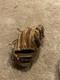 Wilson 11.5 A2000 Infield Baseball Glove Rht Right Hand Throw 1786 Pro Stock
